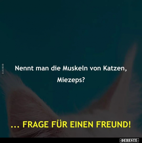 Nennt man die Muskeln von Katzen, Miezeps?.. - Lustige Bilder | DEBESTE.de