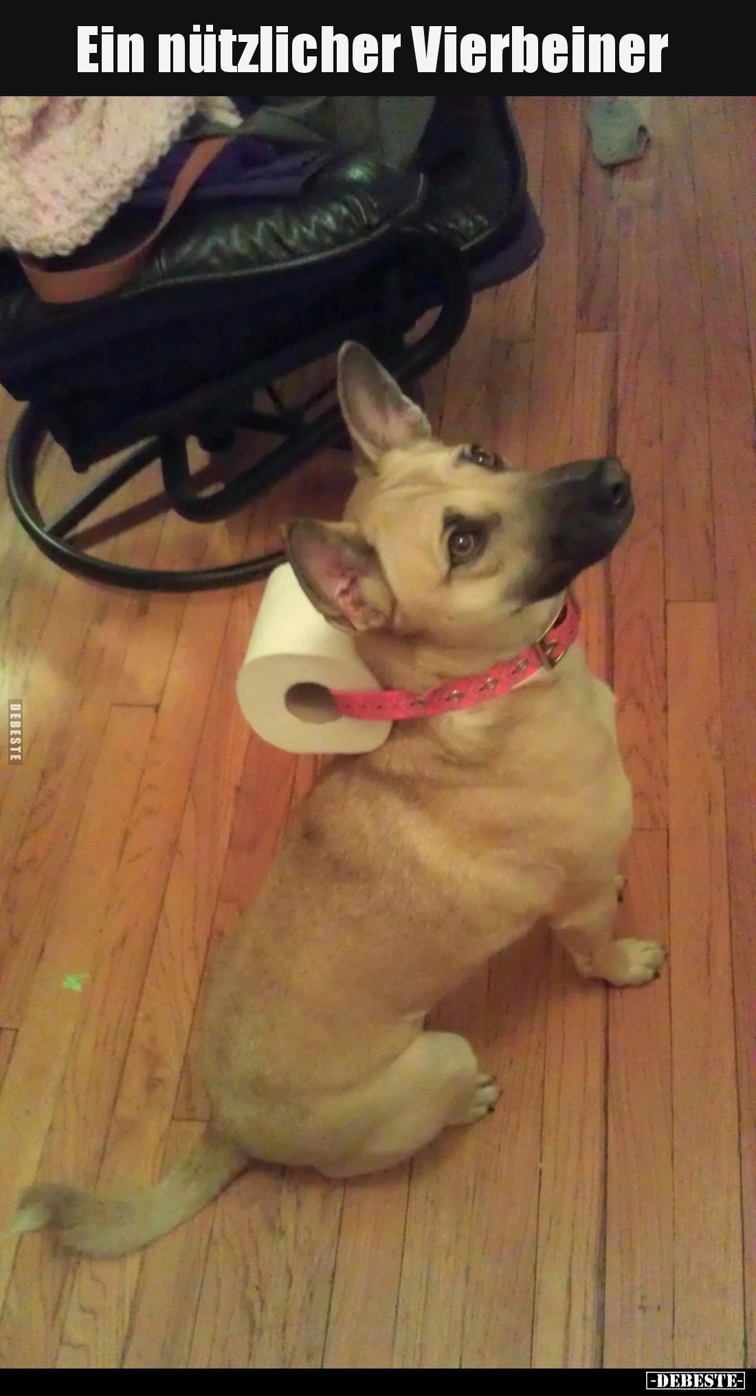 Ein nützlicher Vierbeiner
