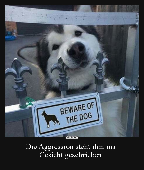 Die Aggression steht ihm ins Gesicht geschrieben.. - Lustige Bilder | DEBESTE.de
