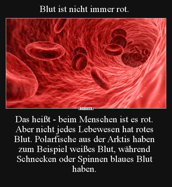 Blut ist nicht immer rot. Das heißt - beim Menschen ist es.. - Lustige Bilder | DEBESTE.de