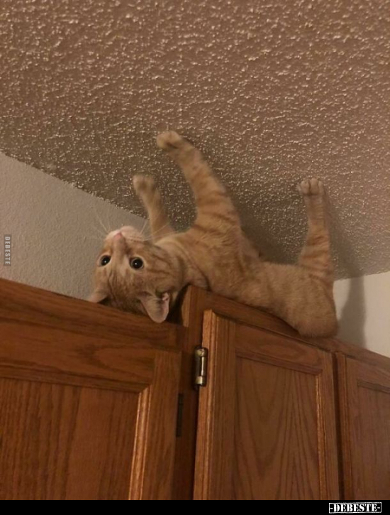  - Lustige Bilder | DEBESTE.de