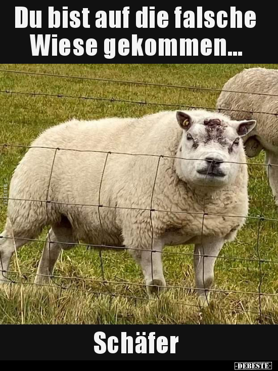 Du bist auf die falsche Wiese gekommen... Schäfer..