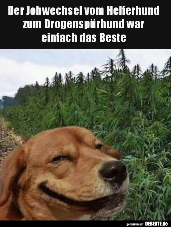 Der Jobwechsel vom Helferhund zum Drogenspürhund war.. - Lustige Bilder | DEBESTE.de
