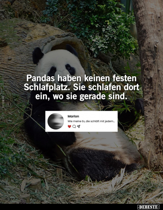 Pandas haben keinen festen Schlafplatz.. - Lustige Bilder | DEBESTE.de