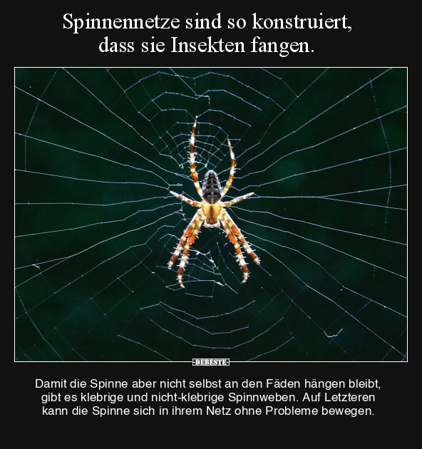 Spinnennetze sind so konstruiert, dass sie Insekten fangen.. - Lustige Bilder | DEBESTE.de