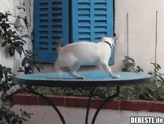 Verrückte Viecher...