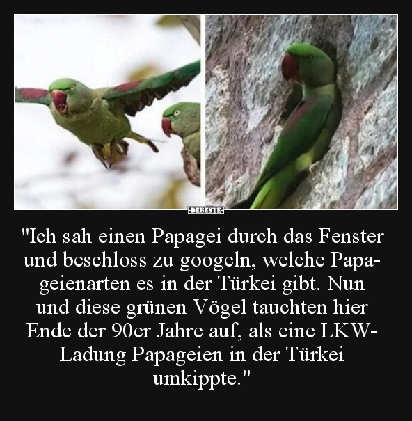 "Ich sah einen Papagei durch das Fenster und beschloss zu.." - Lustige Bilder | DEBESTE.de