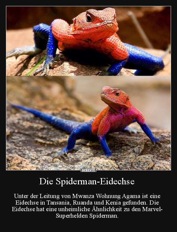 Die Spiderman-Eidechse.. - Lustige Bilder | DEBESTE.de