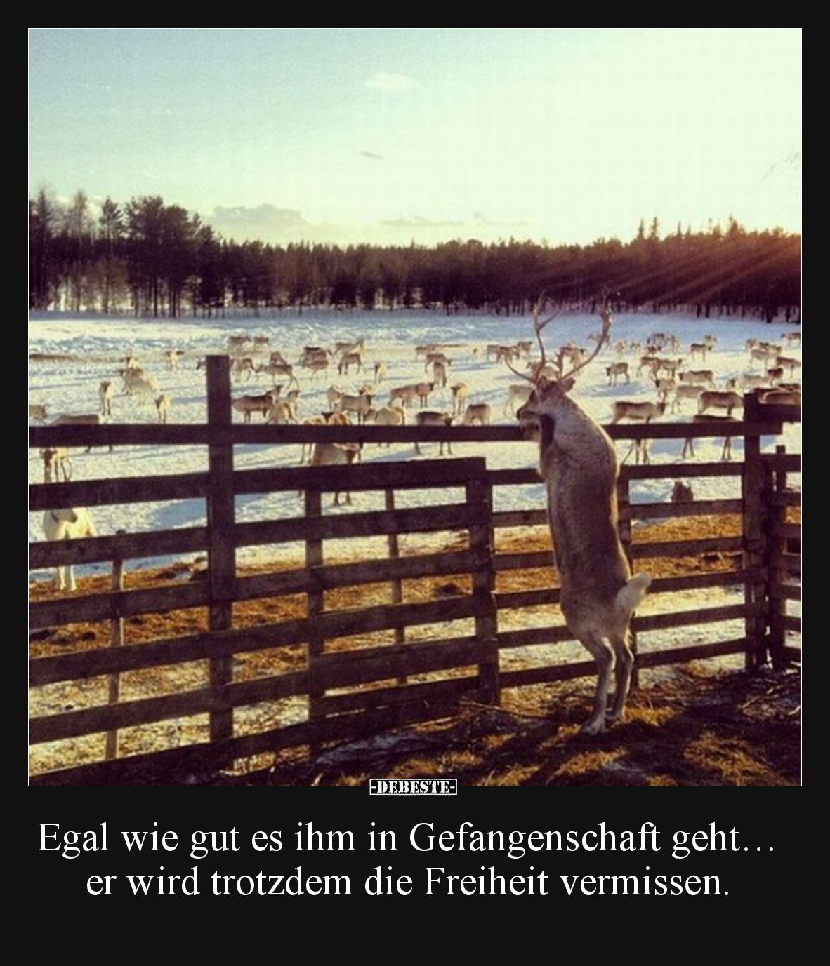 Egal wie gut es ihm in Gefangenschaft geht… er wird trotzdem die Freiheit vermissen.