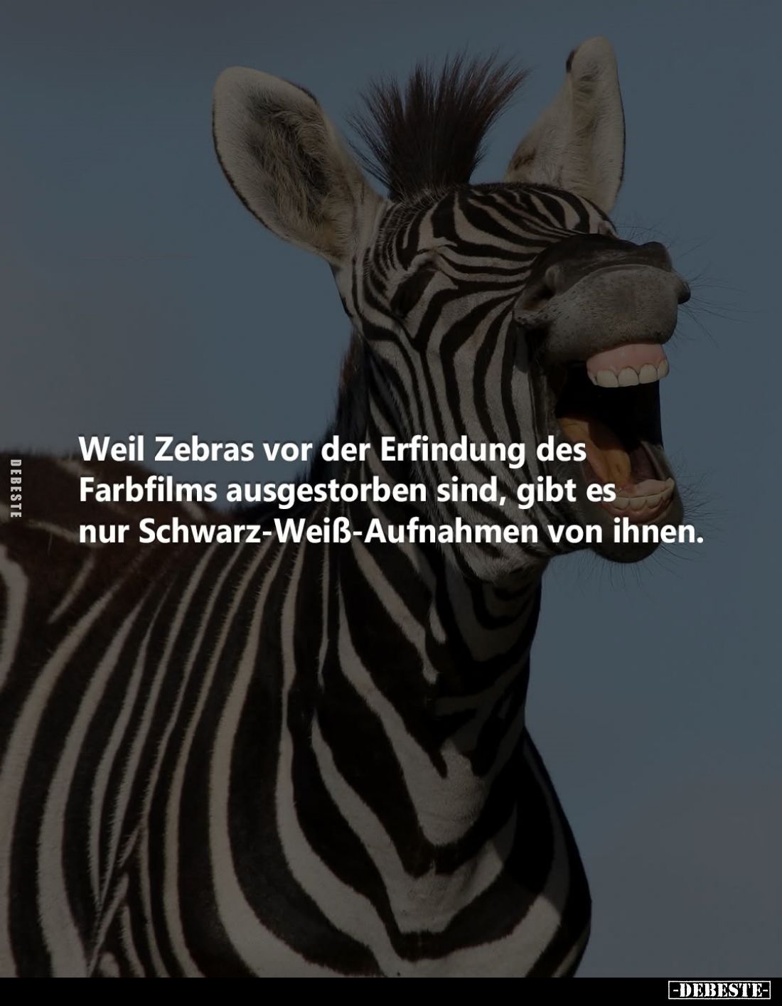 Weil Zebras vor der Erfindung des Farbfilms ausgestorben sind, gibt es nur Schwarz-Weiß-Aufnahmen von ihnen.