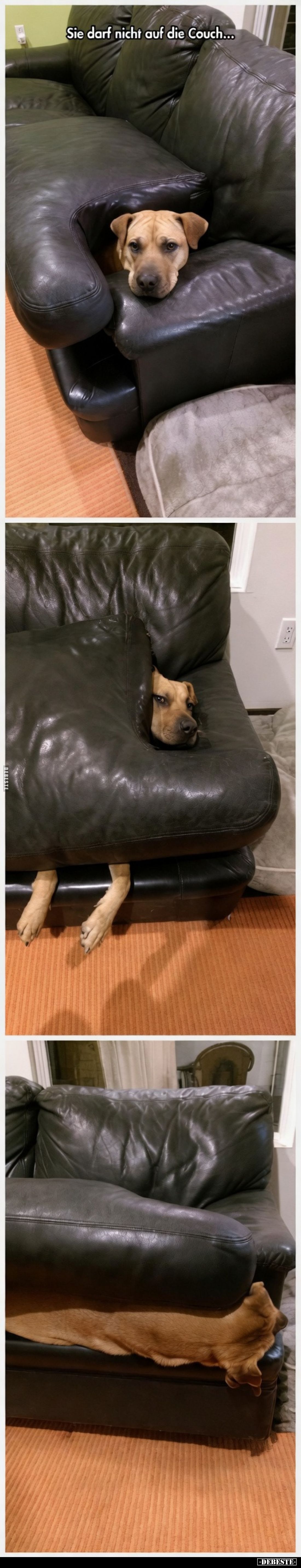 "Sie darf nicht auf die Couch..."