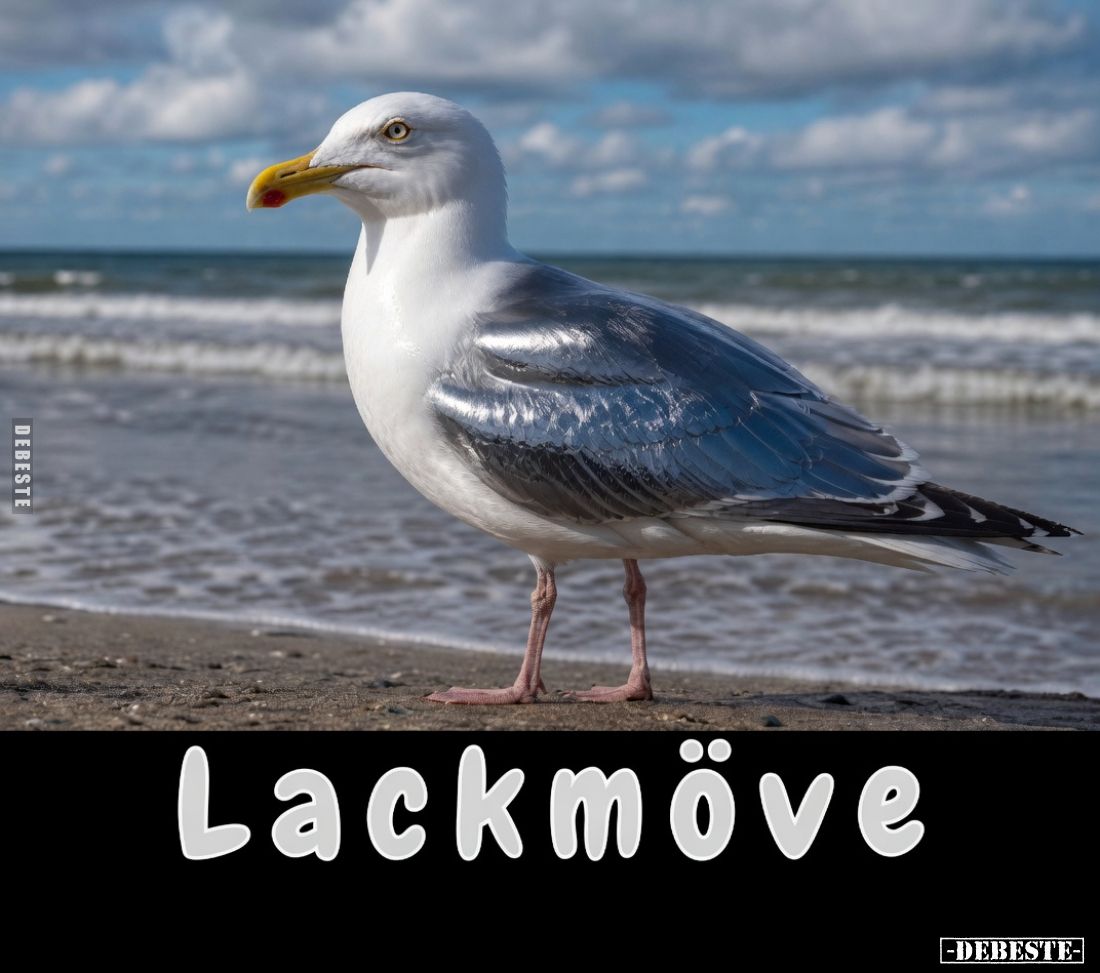 Lackmöve