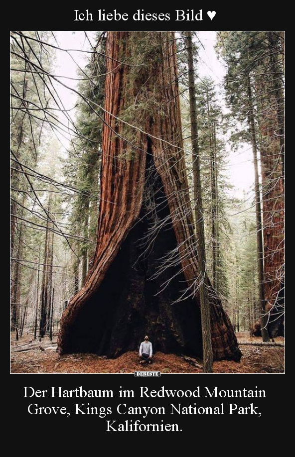 Ich liebe dieses Bild ♥ Der Hartbaum im Redwood Mountain.. - Lustige Bilder | DEBESTE.de