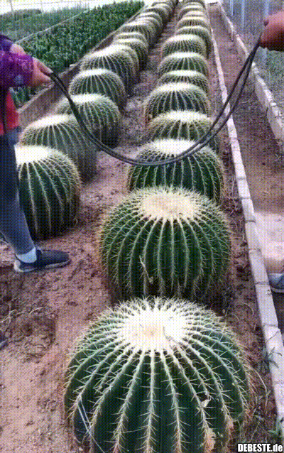 Kakteen umsetzen.. - Lustige Bilder | DEBESTE.de