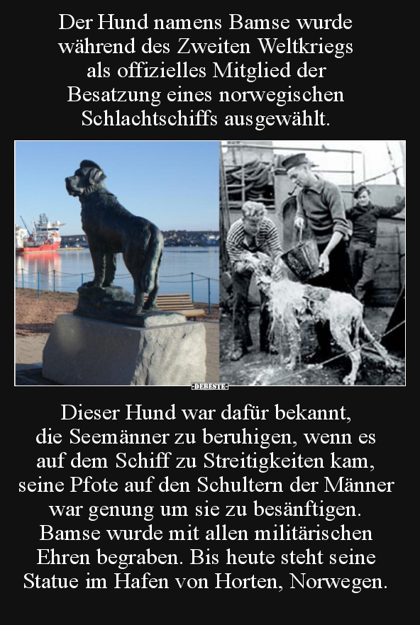 Der Hund namens Bamse wurde während des Zweiten Weltkriegs.. - Lustige Bilder | DEBESTE.de