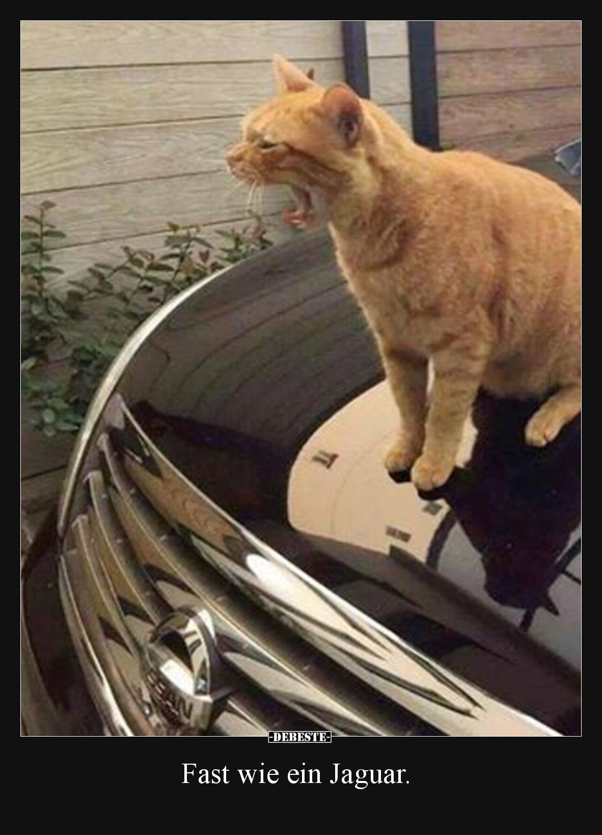 Fast wie ein Jaguar.