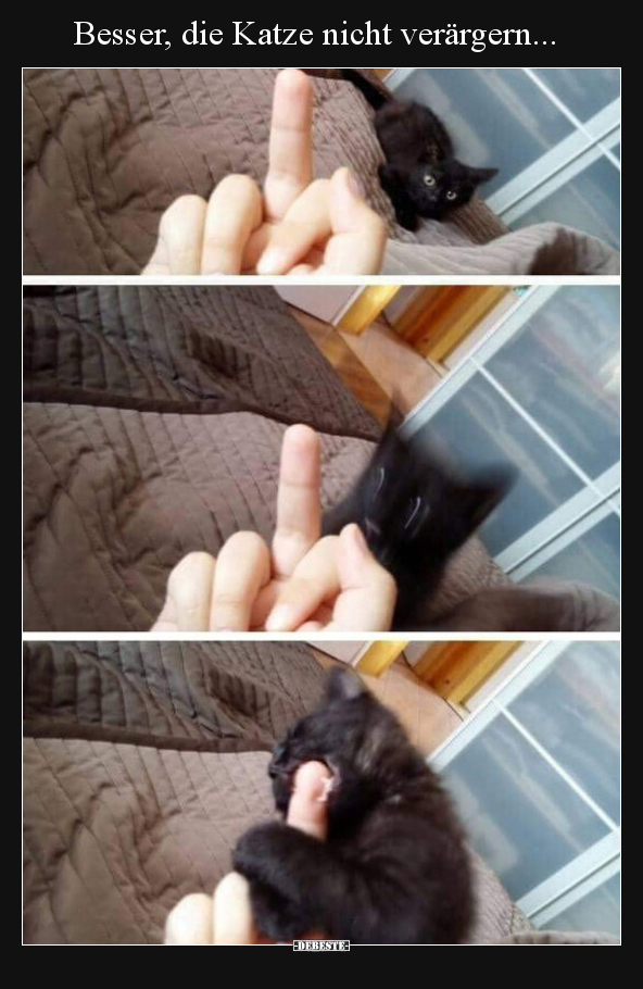 Besser, die Katze nicht verärgern