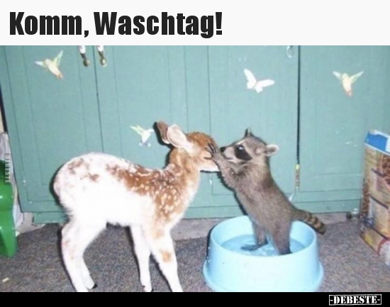 Komm, Waschtag!.. - Lustige Bilder | DEBESTE.de