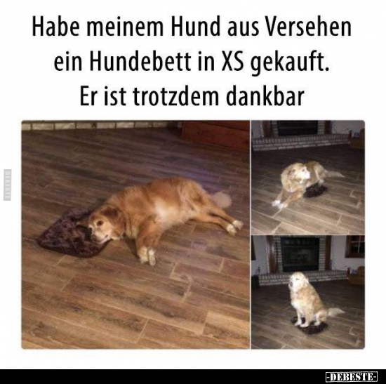 Habe meinem Hund aus Versehen ein Hundebett in XS gekauft.. - Lustige Bilder | DEBESTE.de