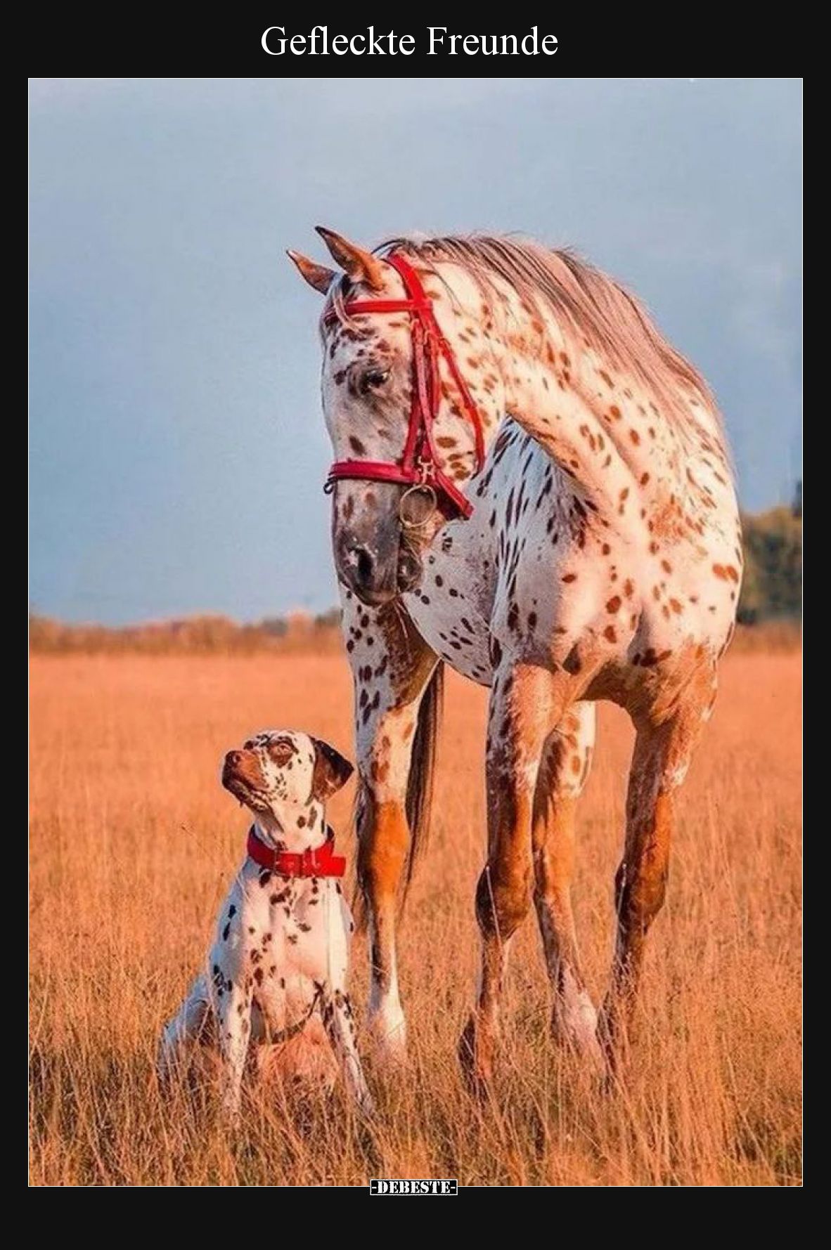 Gefleckte Freunde.. - Lustige Bilder | DEBESTE.de