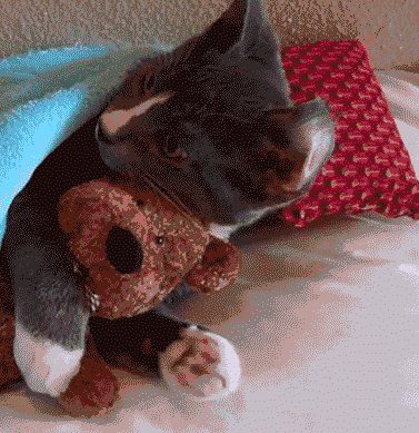 Nein, ich stehe heute nicht auf! - Lustige Bilder | DEBESTE.de