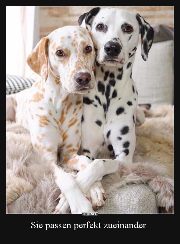 Sie passen perfekt zueinander..