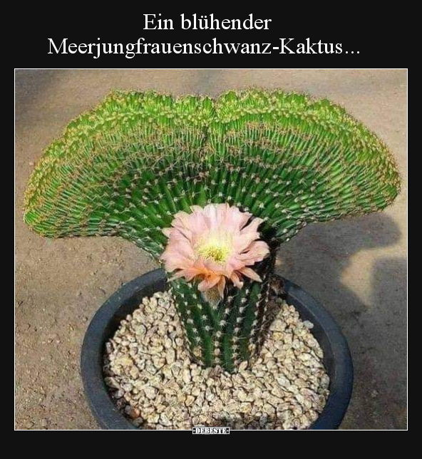 Ein blühender Meerjungfrauenschwanz-Kaktus... - Lustige Bilder | DEBESTE.de