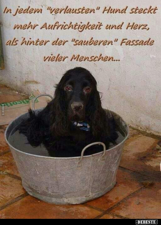 In jedem "verlausten" Hund steckt mehr Aufrichtigkeit und..