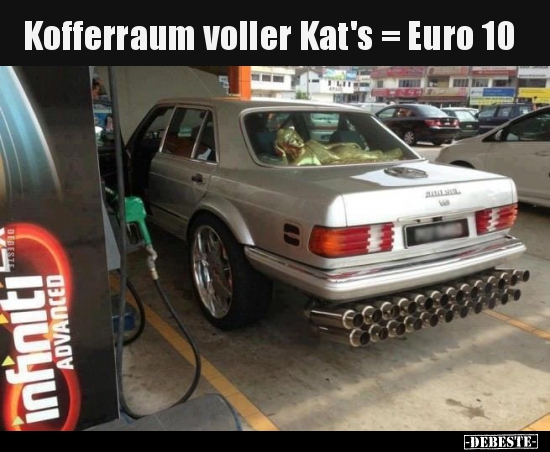 Kofferraum voller Kat's = Euro 10.. - Lustige Bilder | DEBESTE.de