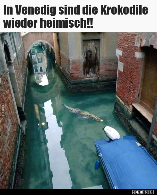 In Venedig sind die Krokodile wieder heimisch!!.. - Lustige Bilder | DEBESTE.de