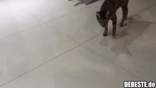 War im früheren Leben mal ein Hund..