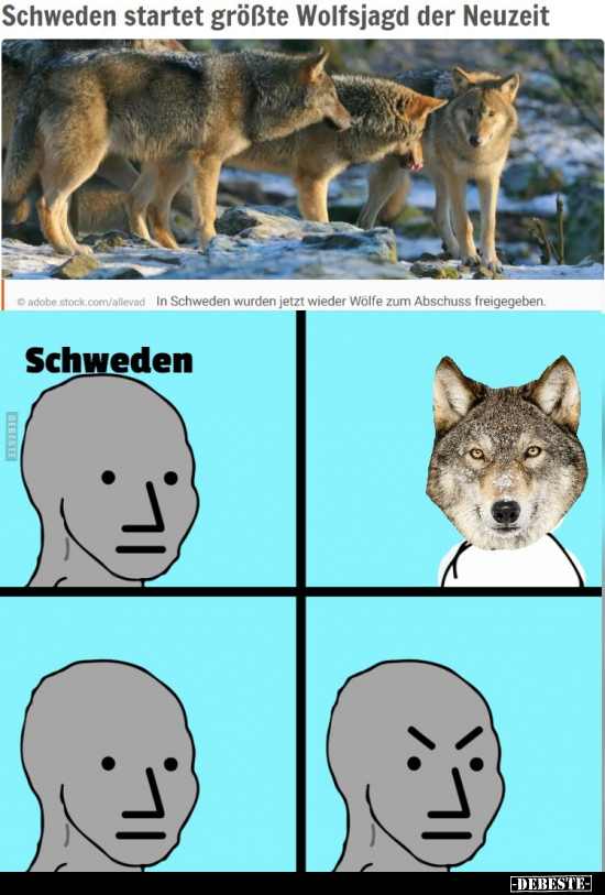 Schweden startet größte Wolfsjagd der Neuzeit.. - Lustige Bilder | DEBESTE.de