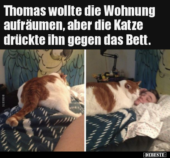Thomas wollte die Wohnung aufräumen, aber die Katze.. - Lustige Bilder | DEBESTE.de
