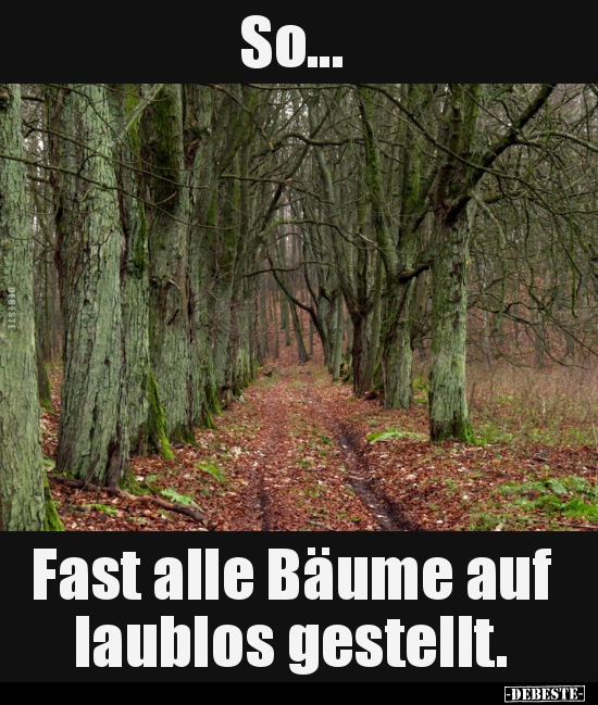 So... Fast alle Bäume auf laublos gestellt... - Lustige Bilder | DEBESTE.de
