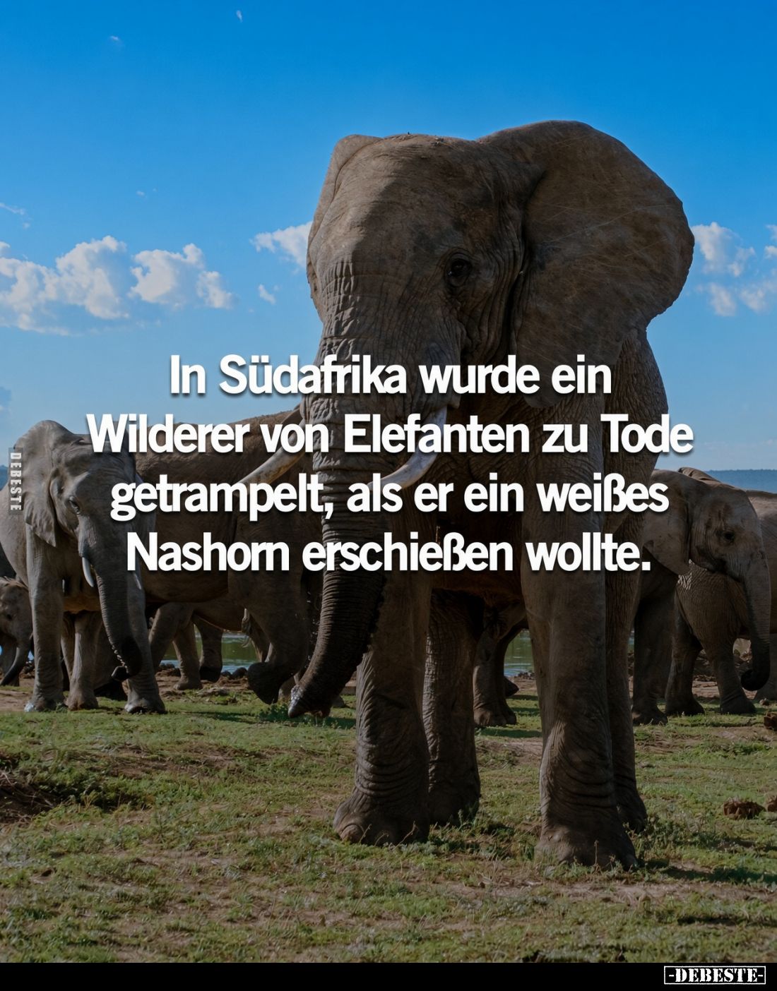 In Südafrika wurde ein Wilderer von Elefanten.. - Lustige Bilder | DEBESTE.de