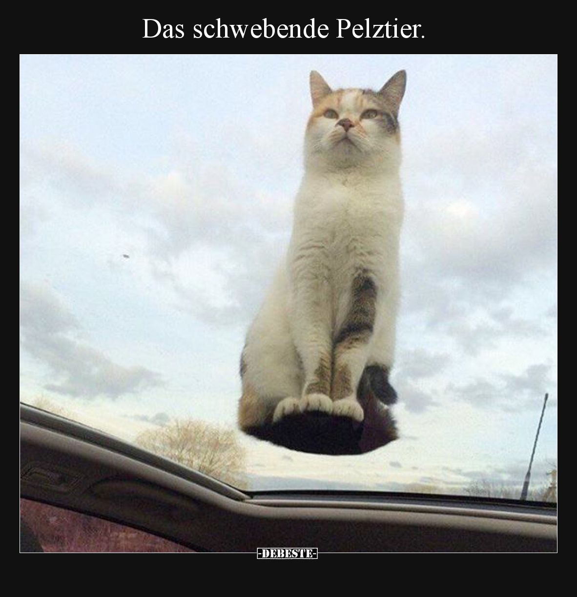 Das schwebende Pelztier
