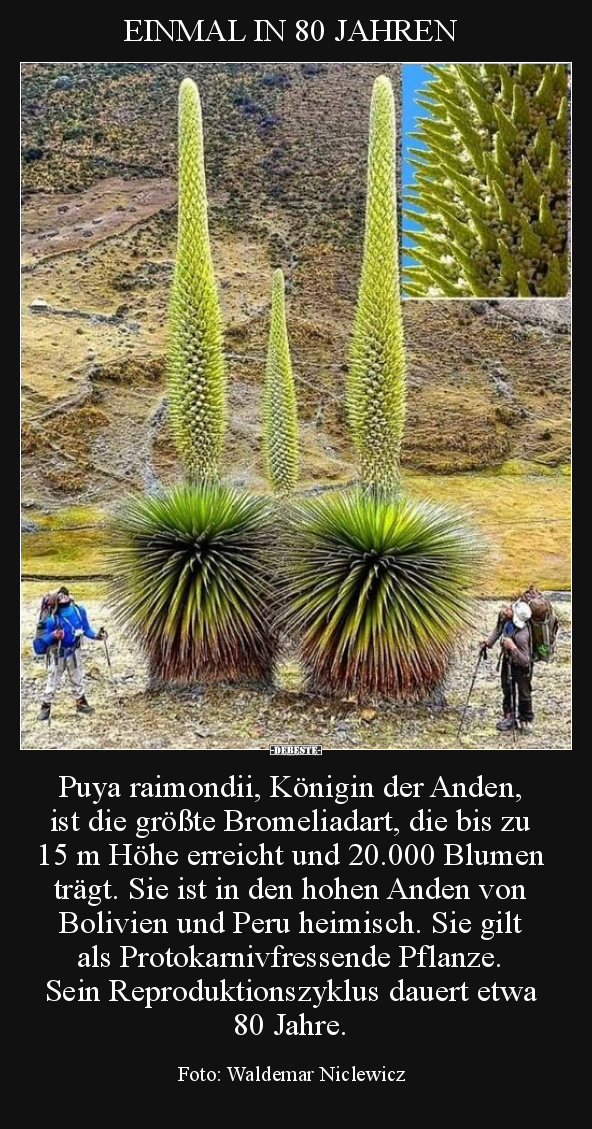 Puya raimondii, Königin der Anden, ist die größte.. - Lustige Bilder | DEBESTE.de