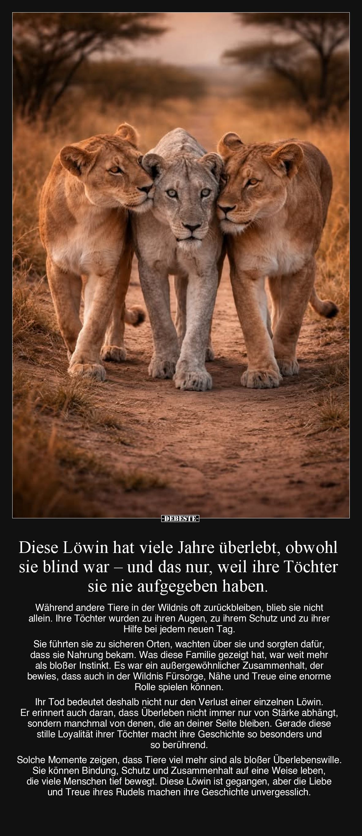 Diese Löwin hat viele Jahre überlebt, obwohl sie blind..