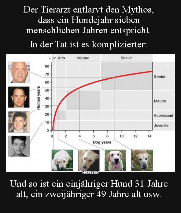 Der Tierarzt entlarvt den Mythos, dass ein Hundejahr.. - Lustige Bilder | DEBESTE.de