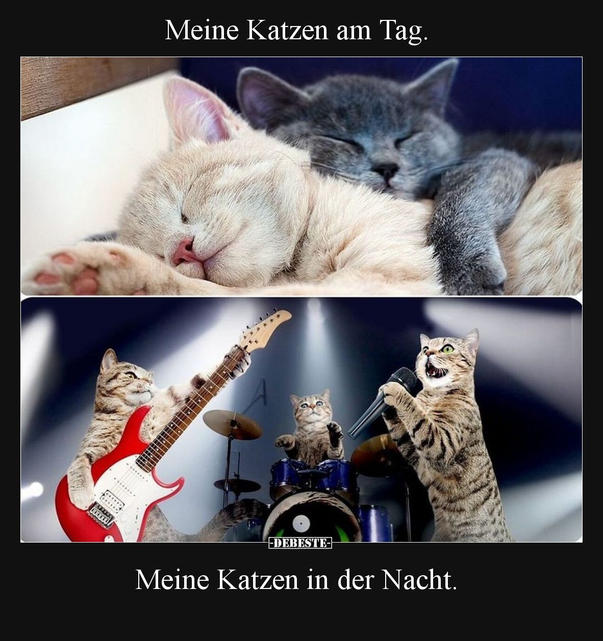 Meine Katzen am Tag. Meine Katzen in der Nacht.