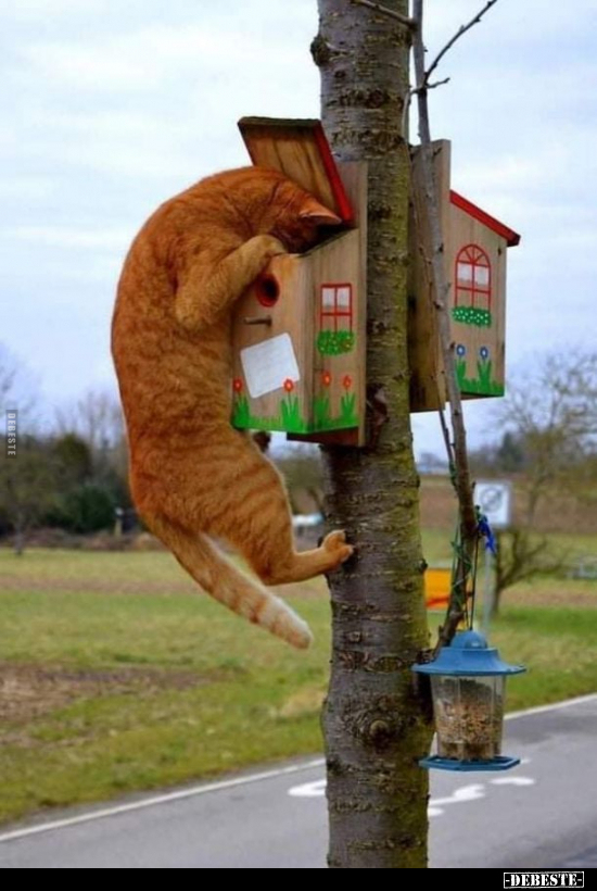  - Lustige Bilder | DEBESTE.de