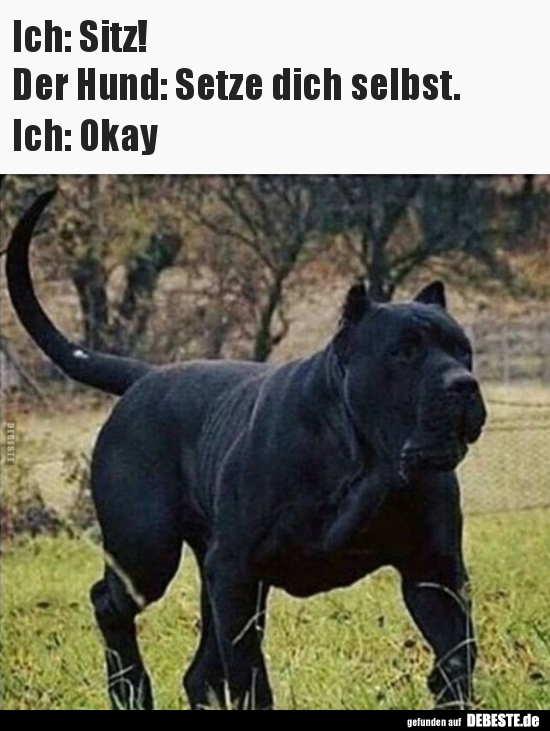 Ich: Sitz! Der Hund: Setze dich selbst.Ich: Okay..