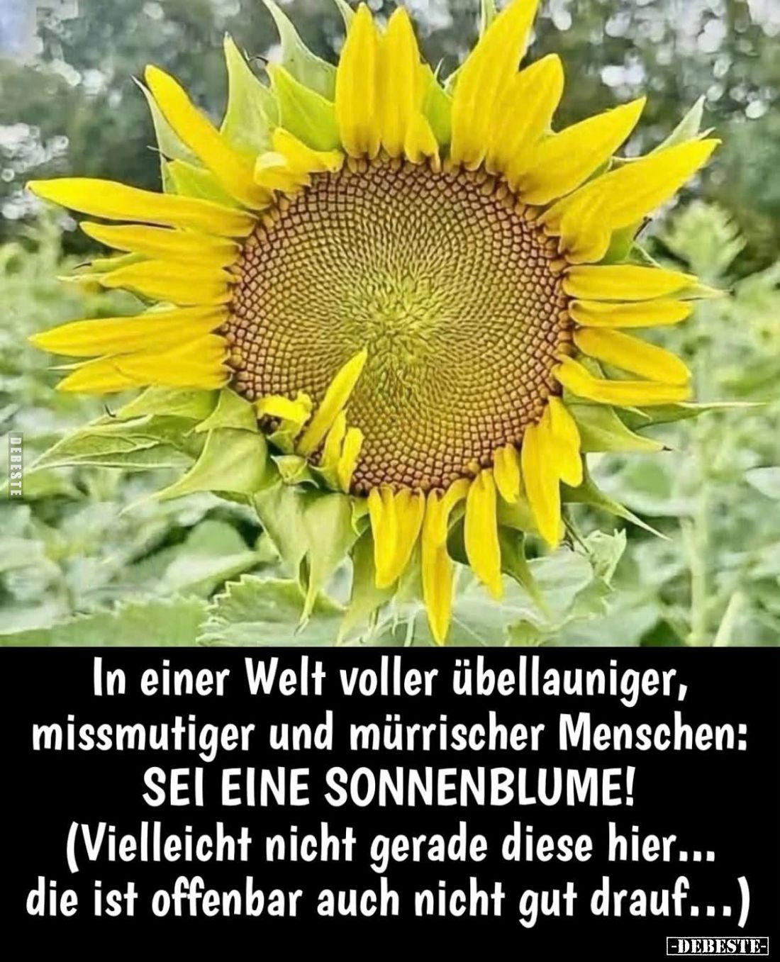 In einer Welt voller übellauniger... - Lustige Bilder | DEBESTE.de