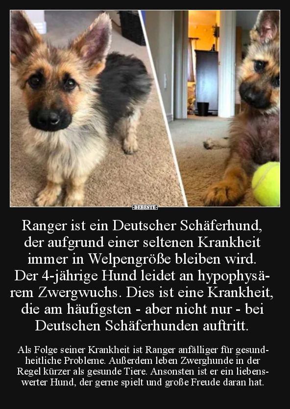 Ranger ist ein Deutscher Schäferhund, der aufgrund einer.. - Lustige Bilder | DEBESTE.de