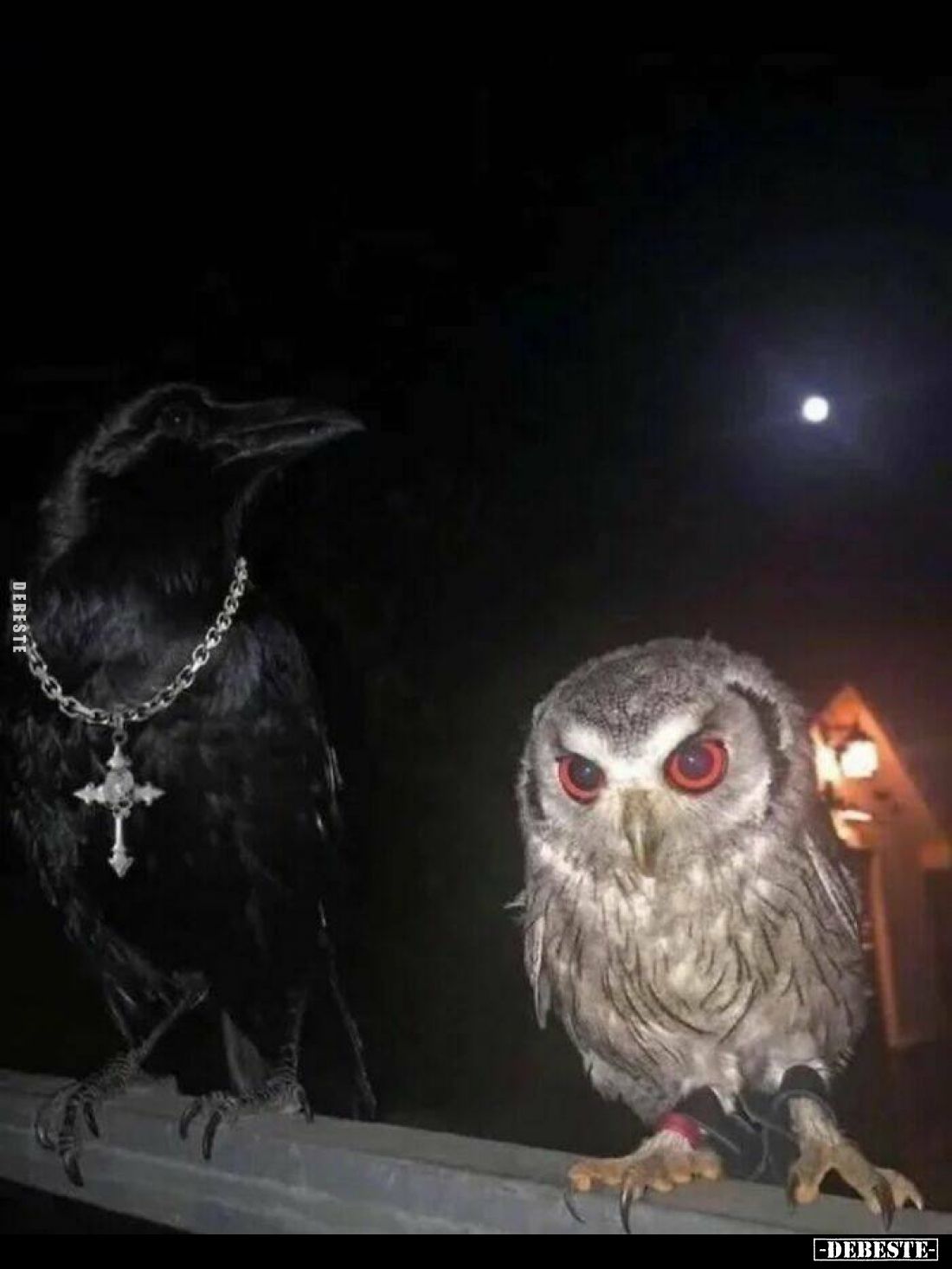  - Lustige Bilder | DEBESTE.de