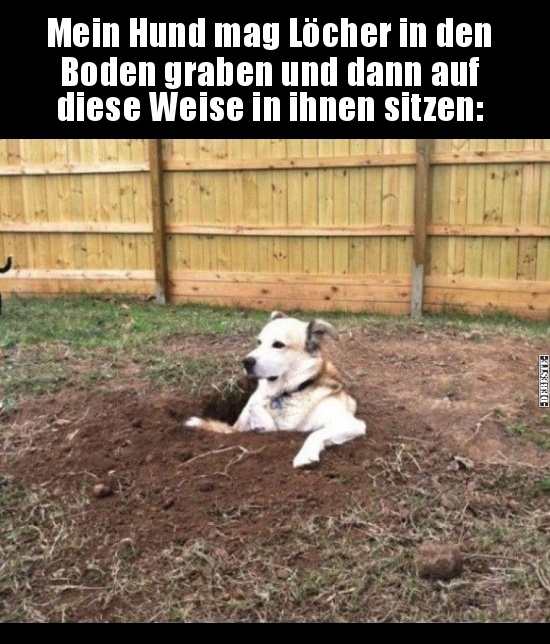 Mein Hund mag Löcher in den Boden graben und dann.. - Lustige Bilder | DEBESTE.de