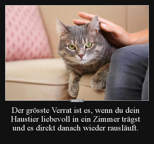 Der grösste Verrat ist es, wenn du dein Haustier liebevoll.. - Lustige Bilder | DEBESTE.de