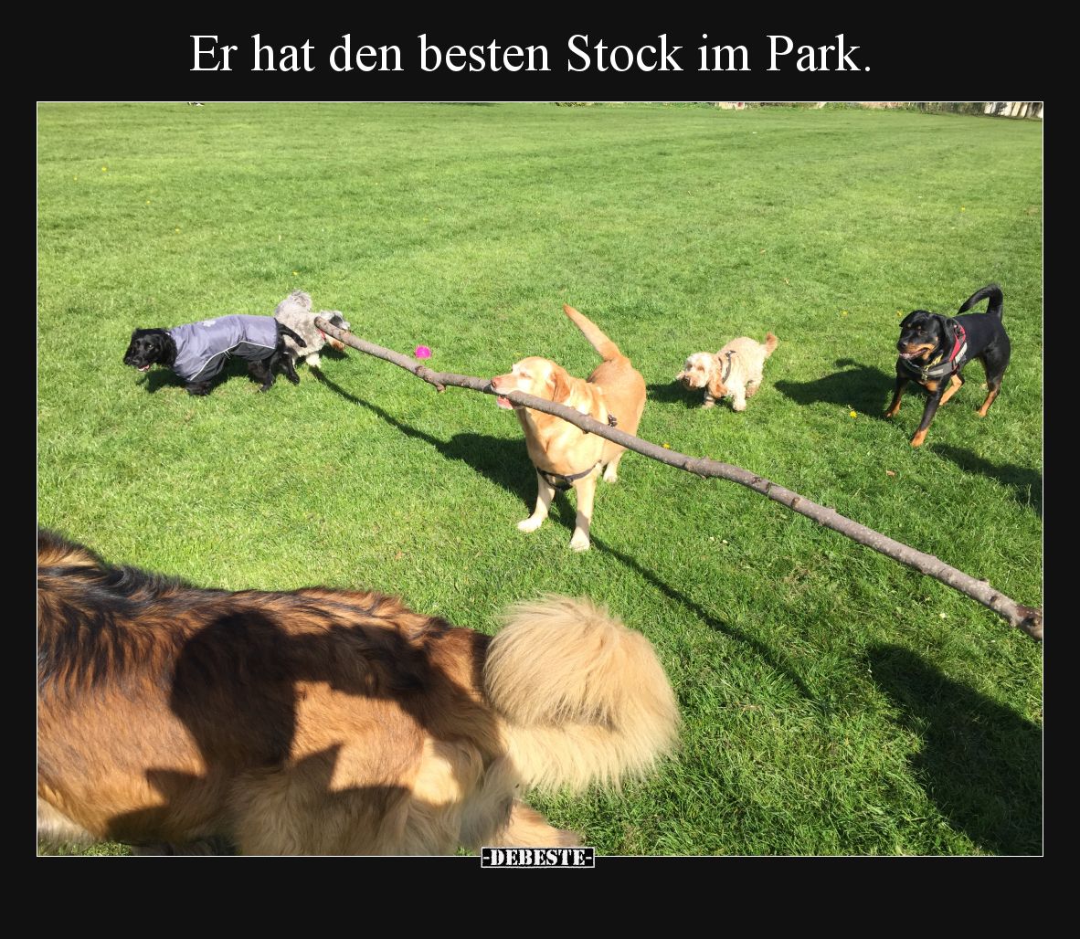 Er hat den besten Stock im Park.