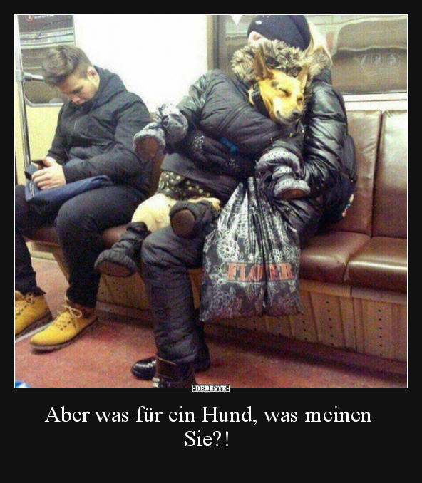 Aber was für ein Hund, was meinen Sie?!..