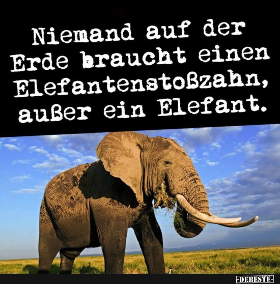 Niemand auf der Erde braucht einen Elefantenstoßzahn.. - Lustige Bilder | DEBESTE.de